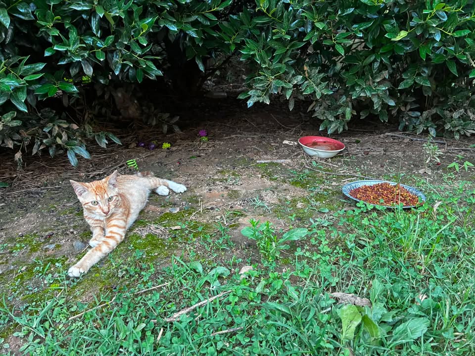 Two kittens were just found on the Dick & Willie Trail friendly and with toys. Can anyb...